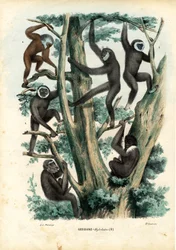 Gibbons, 1863-79